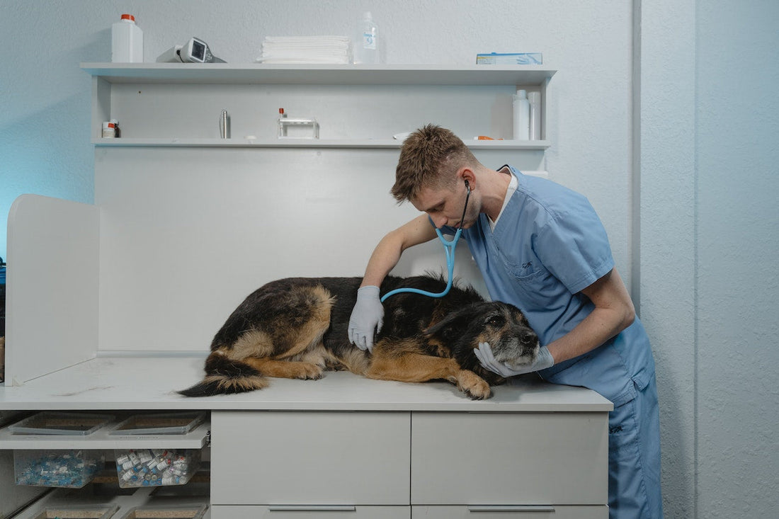 Determining the Essential Inventory a Veterinarian Needs